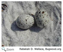 Least Tern