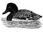 Lesser Scaup