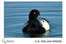 Lesser Scaup