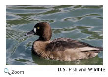 Lesser Scaup