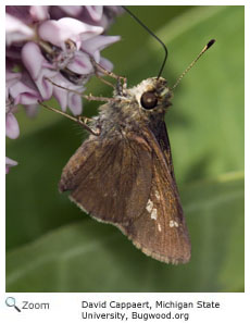 Little glassywing