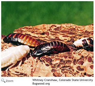 madagascar hissing cockroach