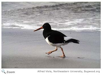 Magellanic Oystercatcher