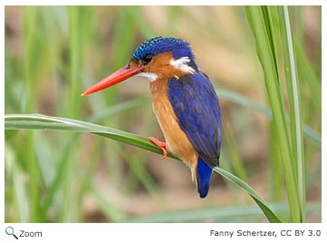 malachite kingfisher