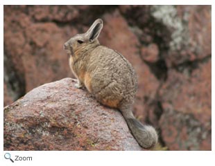 Southern Mountain viscacha