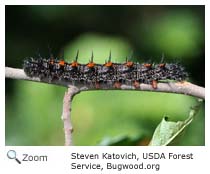 Mourning Cloak