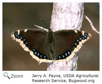 Mourning Cloak