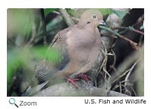 Mourning Dove