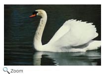 Mute Swan