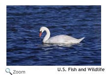 Mute Swan