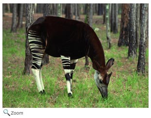 Okapi