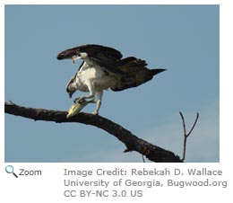 osprey