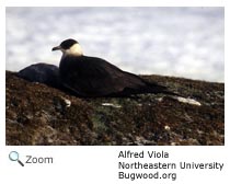 Parasitic Jaeger