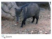 Collared Peccary