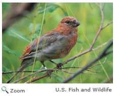 young pine grosbeak