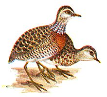 plains wanderer