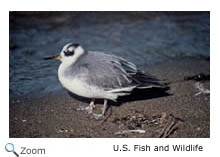 Red Phalarope