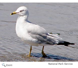 Ring-billed gull