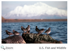 Rock Sandpiper