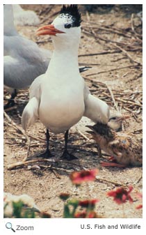 Royal Tern