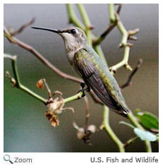 Ruby-throated Hummingbird