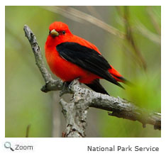 Scarlet Tanager