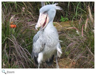 shoebill