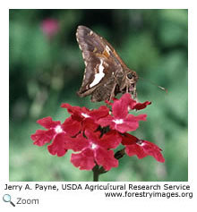 silver spotted skipper