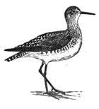 Baird's Sandpiper