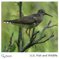 Solitary Sandpiper