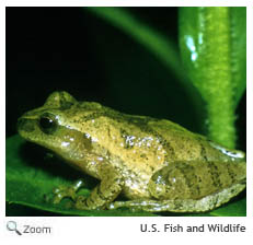 Spring Peeper