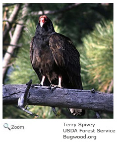 Turkey Vulture