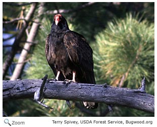 Turkey Vulture