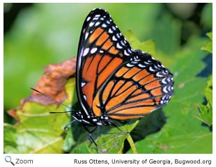 Viceroy Butterfly