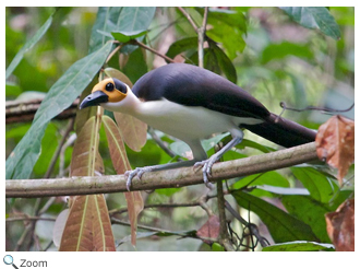 White-necked Rockfowl