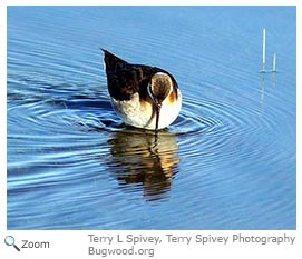 Wilson's Phalarope