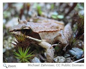 Wood Frog