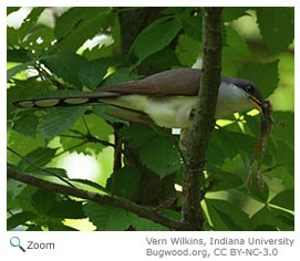 Yellow-billed Cuckoo